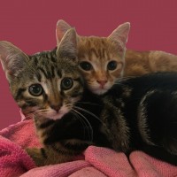 Pair of young kittens
