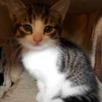 4 kittens – Dobby, Harry, Pearl and Paige